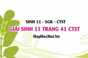 Giải Sinh 11 trang 41 Chân trời sáng tạo SGK